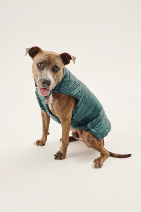 Jott UK Vert Fonce Dogs Down Jacket Woop