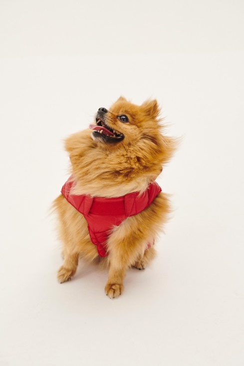 Jott UK Rouge Dogs Down Jacket Woop